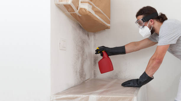 Professional Mold Removal technician working in Bellevue, MI