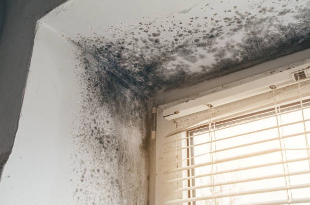 Affordable Mold Remediation solutions in Bellevue, MI